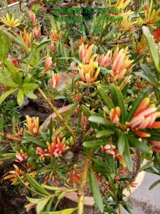 海岛罗汉松小叶子品种（太子妃）