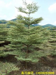 锦叶榄仁