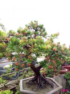 四季红