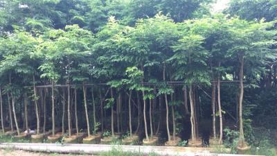 沉香树