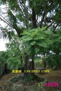 蓝花楹