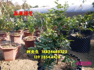 嘉宝果