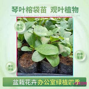 琴叶榕