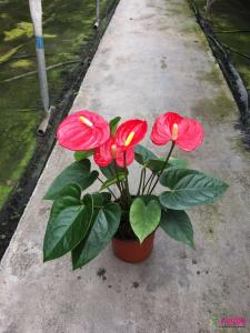 特伦萨
