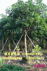 珊瑚刺桐