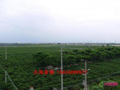 红花鸡蛋花