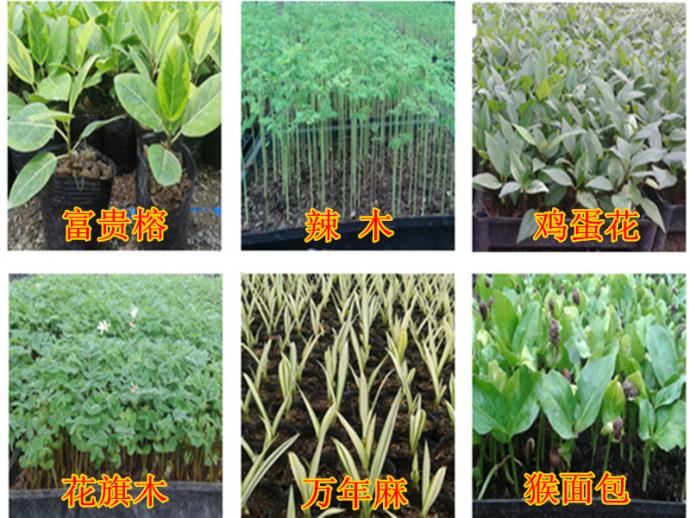 2014年劲天园艺新到种子上市
