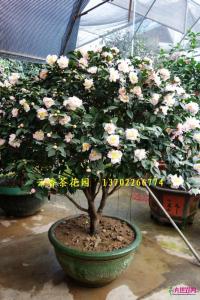 香水茶花