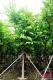 宫粉紫荆