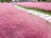 观赏草