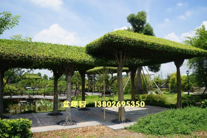 榕树亭绿化景观效果