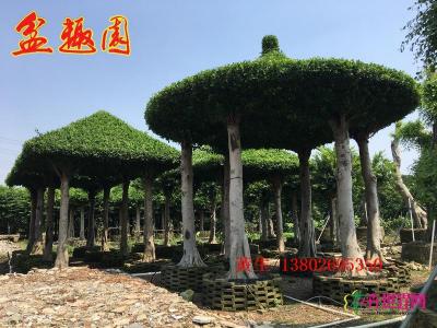 榕树圆亭