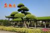 造型细叶榕