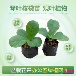 琴叶榕