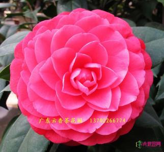 茶花