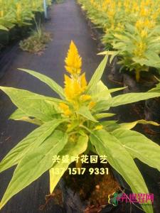 黄穗冠