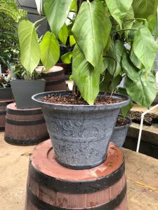 卉吉-简约北欧风格仿水泥树脂花盆  20