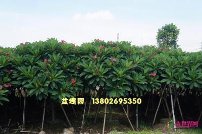 鸡蛋花
