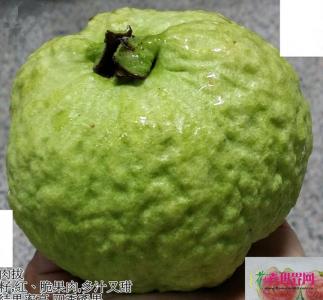 红宝石芭乐