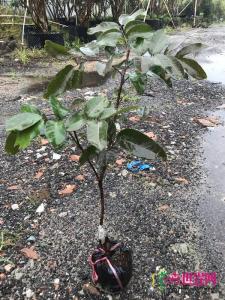 红皮龙眼