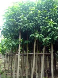 白玉兰（白兰）