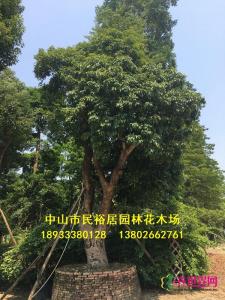 龙眼