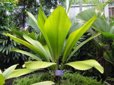 菱葉棕_鑽石椰子