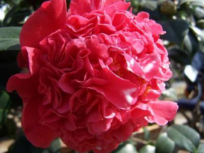 茶花