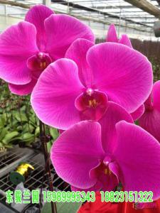 蝴蝶兰(红太阳)