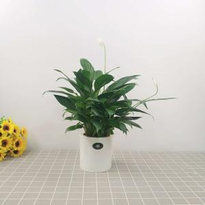 鸿兴达自吸水直筒花盆