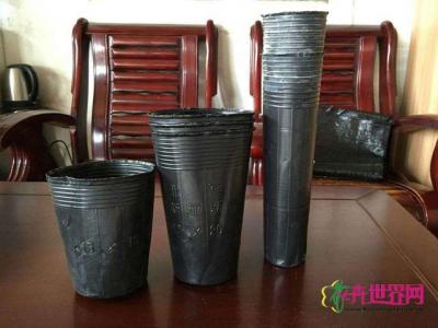 营养杯