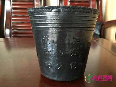 营养杯8*12