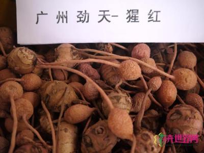 姜荷花种子