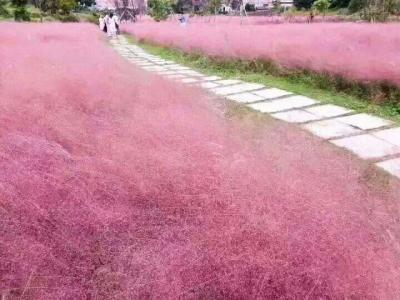 观赏草