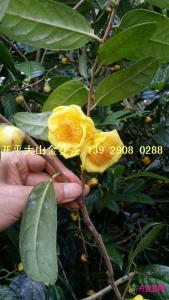 金花茶