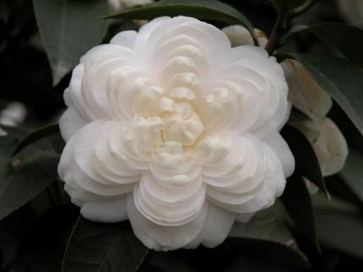 茶花