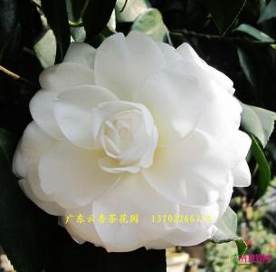 茶花