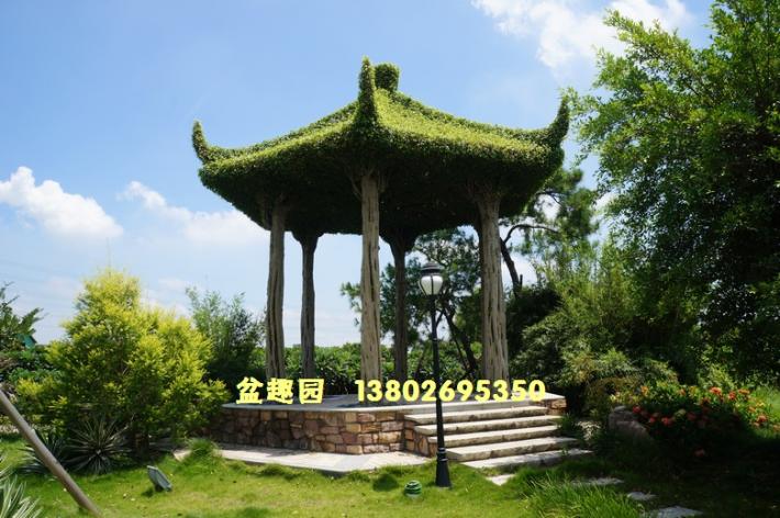 榕树亭绿化景观效果
