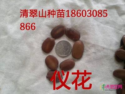 仪花
