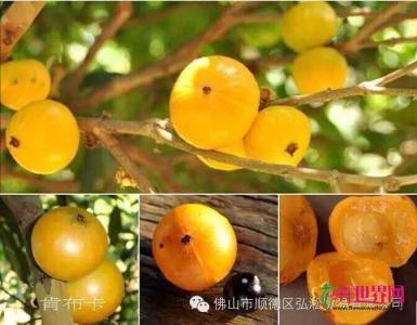 肯布卡嘉宝果