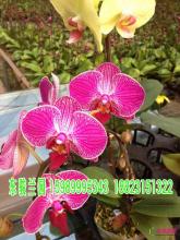 蝴蝶兰组合盆栽