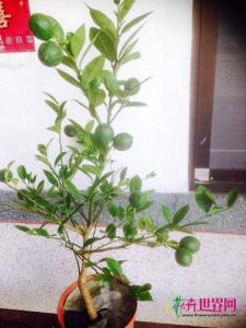 黄金柠檬苗