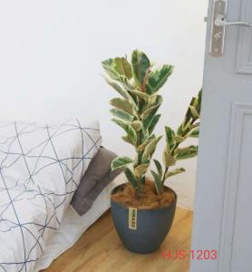 卉吉-简约北欧风格仿水泥树脂花盆  12