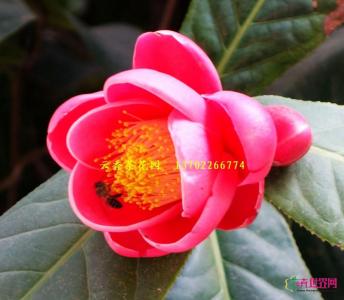 抱茎茶