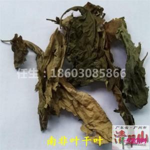 南非叶干叶