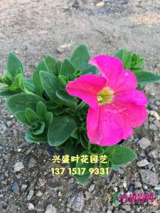 矮牵牛