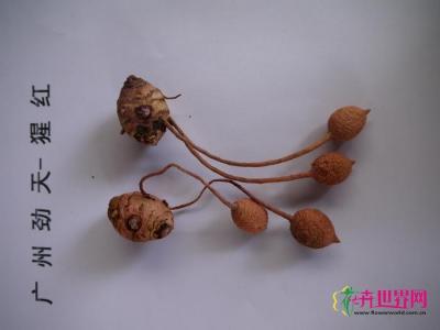 姜荷花种子