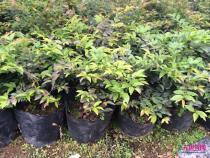 新品种推荐