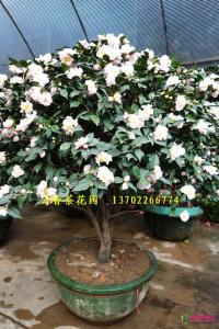 香水茶花