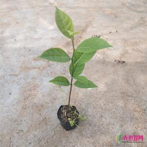 树菠萝